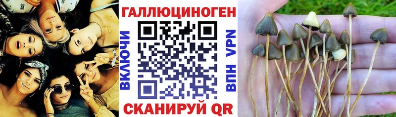 это какой сайт  Скопин  Галлюциногенные грибы Psilocybe  дарнет шоп 